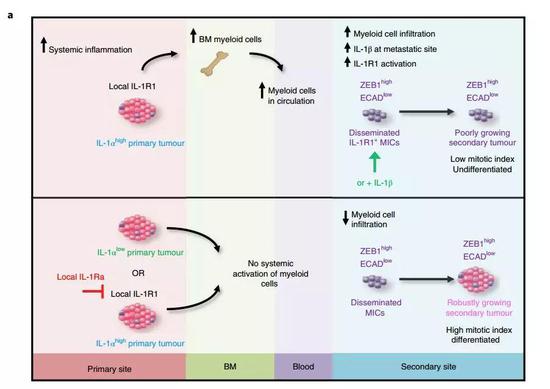 ▲本研究的模型(图片来源:《Nature Cell Biology》)