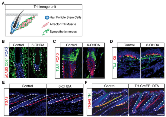 干细胞、肌肉和神经，一个都不能少