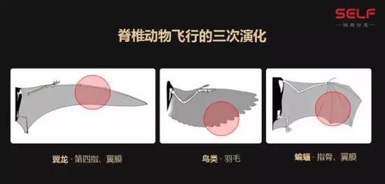 先有鸡还是先有蛋?我敢肯定地告诉你先有蛋