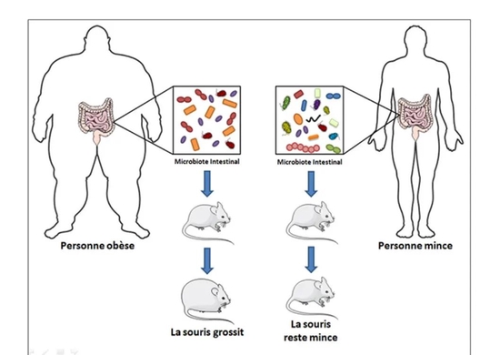 利用人体肠道微生物定植，改变了小鼠体型 图/Wikipedia