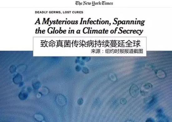 《纽约时报》关于致命真菌的报道截图（图片来源：作者提供）