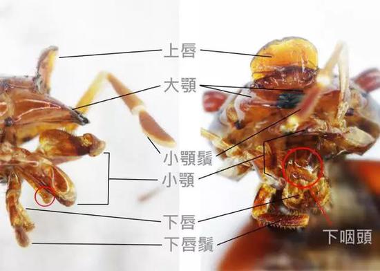 蟑螂口器示意图:咀嚼型口器,主要特点是具有发达而坚硬的大颚以嚼碎固体食物。(图片来源:http://dobug.nmns.edu.tw)