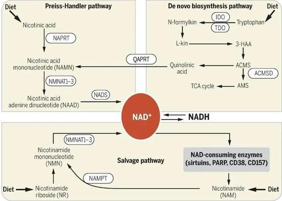 　NAD+的主要合成途径