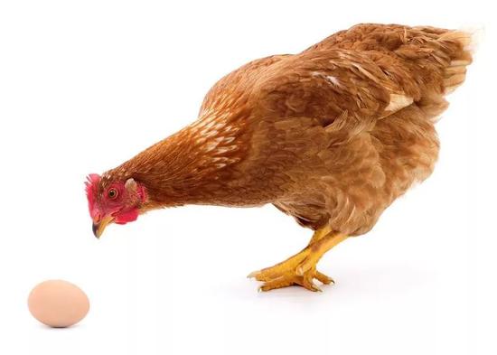 先有鸡还是先有蛋？量子实验表明：两者同时“有”
