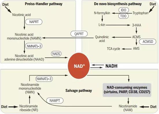 NAD+相关的代谢途径
