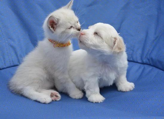猫猫和狗狗也可以亲亲（图源：pixabay.com）