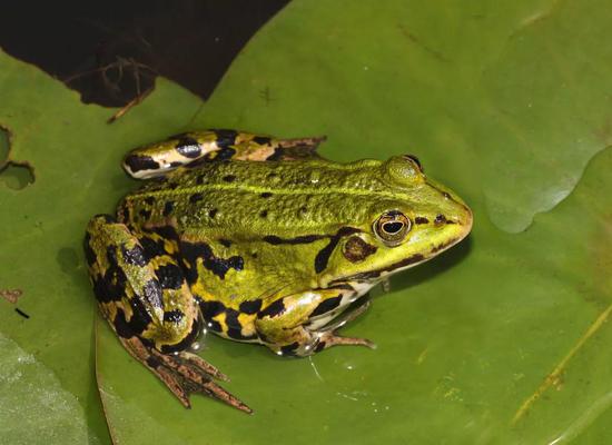 一种侧褶蛙(Pelophylax esculentus)。图片来源:维基百科