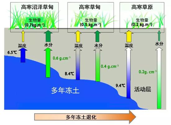 图8 青藏高原不同多年冻土条件下土壤水分、温度和植被分布示意图