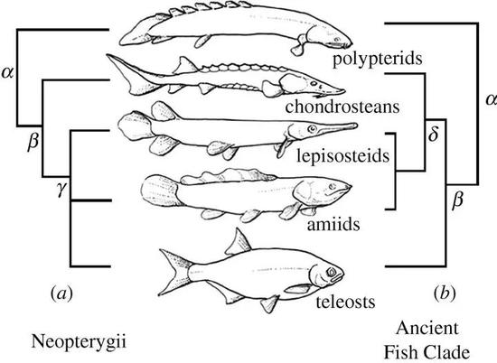 辐鳍鱼类系统演化的的进化树 （图片来源：参考文献8）