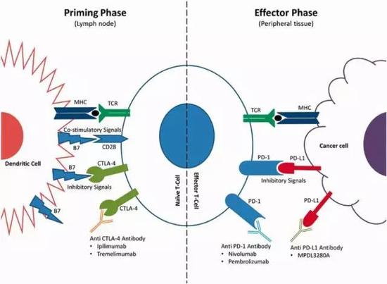 图9：T细胞活化的免疫检查点（来源：细胞生物治疗研究中心）