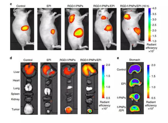 ▲这款纳米颗粒能准确地标识肿瘤（图片来源：《Nature Communications》）