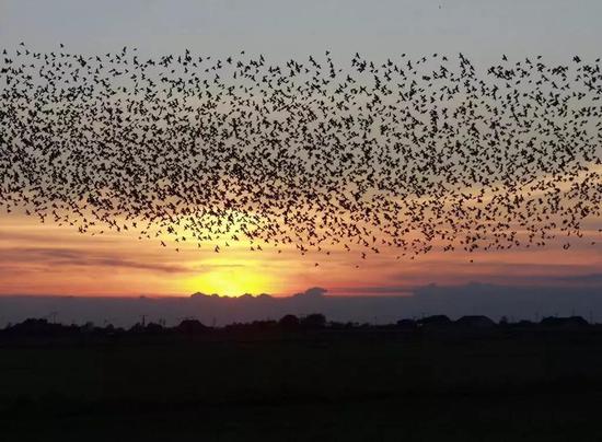 椋鸟集结到群体中，形成迷人的队形。| 图片来源：Tommy Hansen