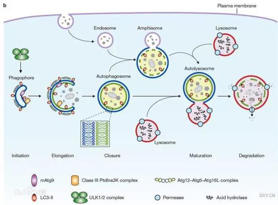 自噬(Autophagy)基本过程 :部分胞质和细胞内需降解的细胞器、蛋白质首先被称为“隔离膜”的囊泡包裹,囊泡最终形成双层膜结构——自噬体(autophagosome);自噬体与胞内体融合形成中间自体吞噬泡(intermediate autophagic vacuoles);最终自体吞噬泡的外膜与溶酶体融合形成自噬溶酶体(autophagolysosome),由溶酶体内的酶降解自体吞噬泡中的内容物和内膜。