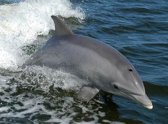 宽吻海豚（图片来源：Center of Whale Research）