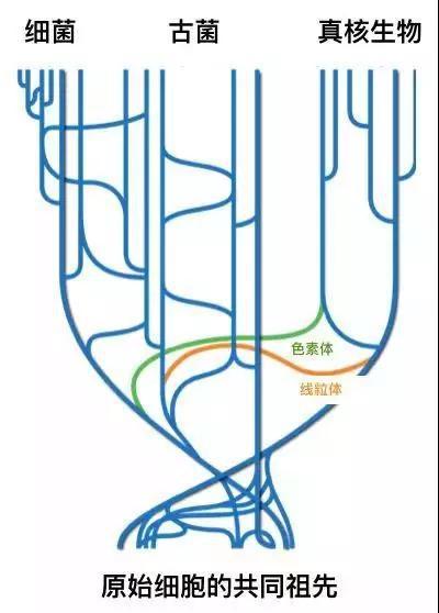 生物界细菌、古菌、真核生物之间，基因水平转移与垂直传递的生命树。图中绿色（色素体）和橙色（线粒体）的线表示了两种类型的基因水平转移。图片来源 | Wikipedia