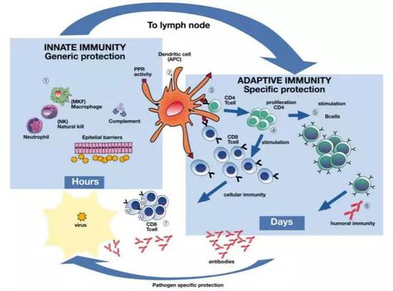 病毒引起的免疫反应