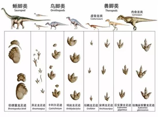 图2 各种类型的恐龙脚印