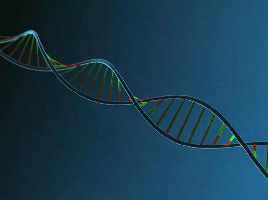 斐波拉契螺旋线——DNA的双螺旋结构