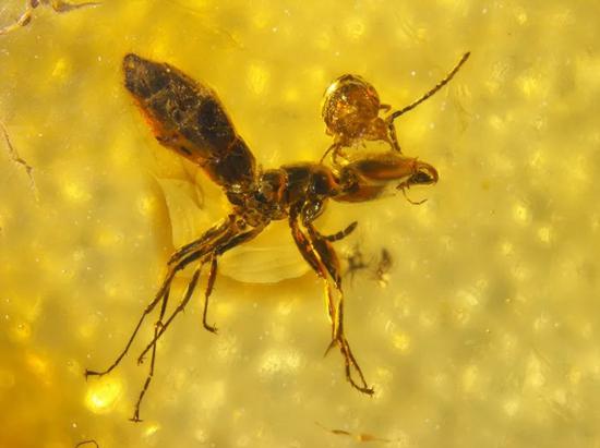  远古时代琥珀保存了蚂蚁头上的寄生螨
