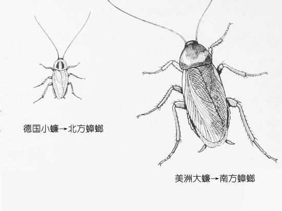 南北蟑螂差异 (图片来源:维基百科,有修改)