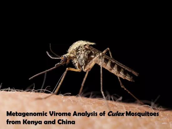 中国蚊子和非洲蚊子谁更“毒”一些？携未知新病毒