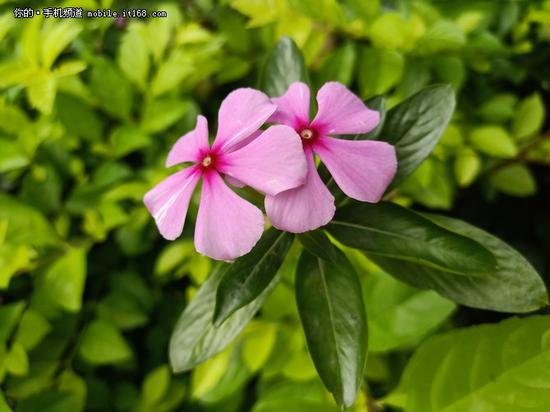 ▲OPPO R15室外日光实拍样张