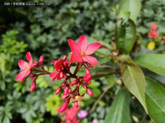 ▲OPPO R15室外日光实拍样张