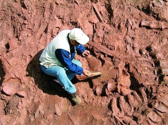 董枝明在云南禄丰进行化石挖掘，出处：《国家地理》