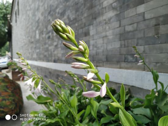 小米6X样张