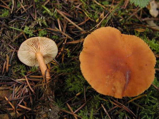 Lactarius rubidus（一种乳菇）味如枫糖，这让它易于识别。（图片来源：NATHAN WILSON）