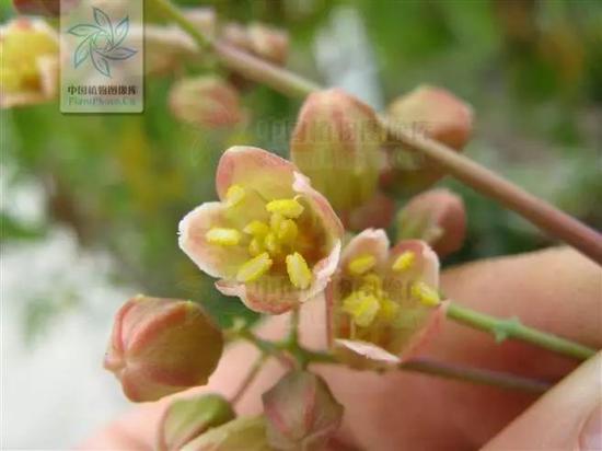 木薯的雄花（图片来源：中国植物图像库）