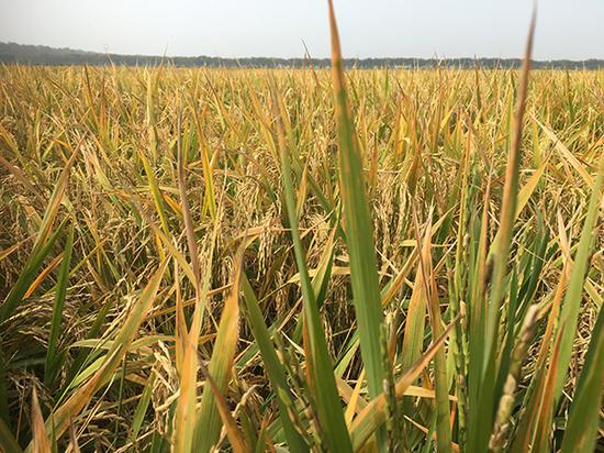 张启发谈绿色超级稻十年:共推广九千万亩 不含转基因