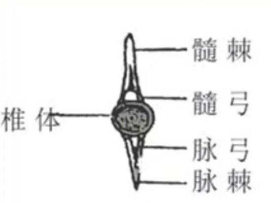 鲤鱼脊椎上髓弓、脉弓、椎体所在位置 （图片来源：参考文献9）