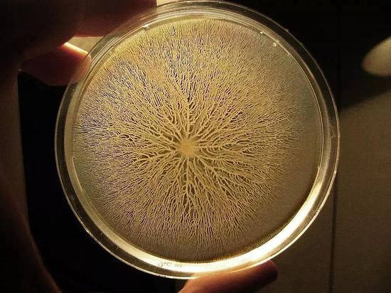 将枯草芽孢杆菌种的细菌接种于含有营养物质的培养皿中央，细菌开始大量向外迁移，形成树枝状结构。| Adrian Daerr