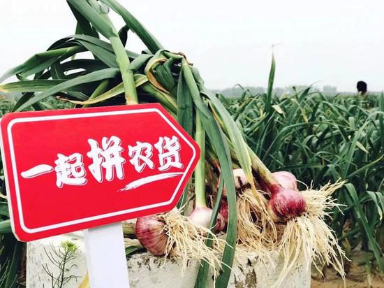 河南中牟县刁家乡的“扶贫蒜”