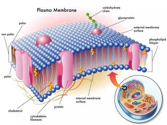 细胞膜结构