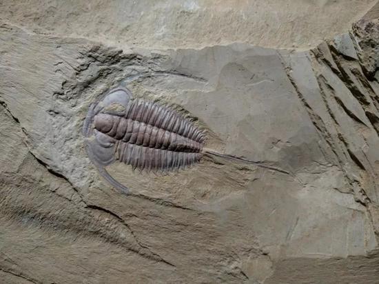 始莱德利基虫化石（图片来源：南京古生物博物馆）