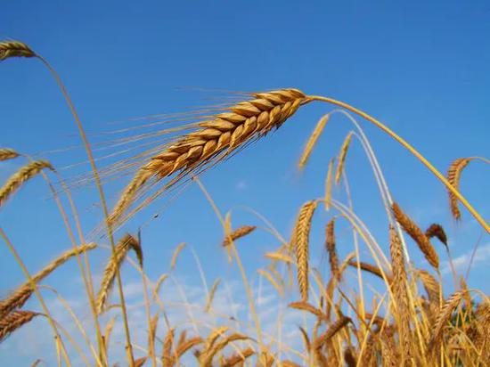 ○ 黑麦，最早的作物之一。| 图片来源：Wikipedia