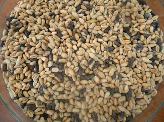 混在麦粒中的麦角，就是