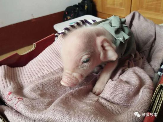 图| 生病的小猪仔抱到家里护理