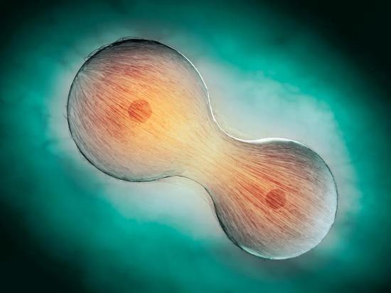 人体内时刻进行着细胞分裂。|Andrzej Wojcicki/Science Photo Library/Getty Images