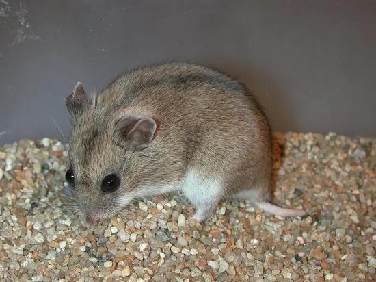 中国仓鼠（Cricetulus griseus）图片来源：zoologie.uni-halle.de