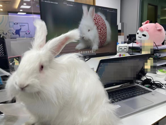 图|桃桃的巨型安哥拉兔