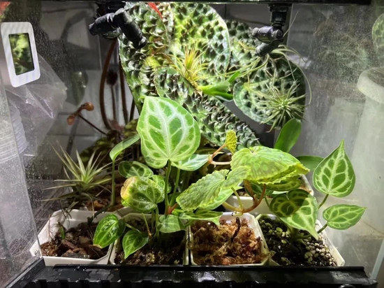 An Zhen Zhang's puppy's rainforest tank