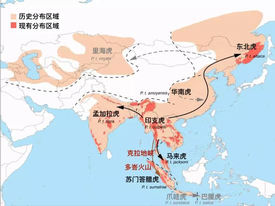 虎的历史分布及现有分布区域,箭头表示论文中推测的各亚种演化历史。供图:北京大学生命科学学院 刘悦晨,汉化:卢平