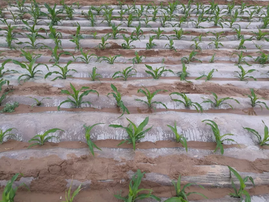 西北玉米全膜双垄沟播覆盖集雨技术（图片来源：作者提供）