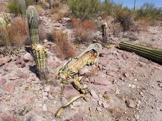 　巨人柱国家公园中被毁坏的仙人掌 | Saguaro National Park