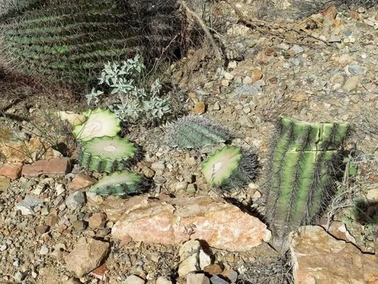 　巨人柱国家公园被破坏的仙人掌 | Saguaro National Park