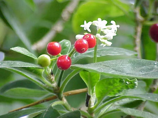 　用于制造吐根的南美植物 Cephaelis acuminata。图片来源：wikimedia