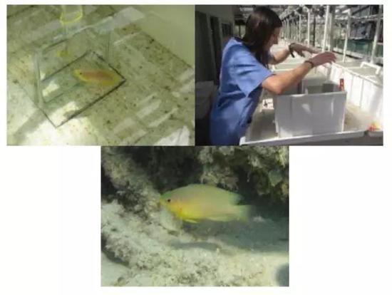 图片来源：Masters Student， Simona Colosio， tests the cognitive abilities of the Ambon Damselfish at Lizard Island Research Station in Australia